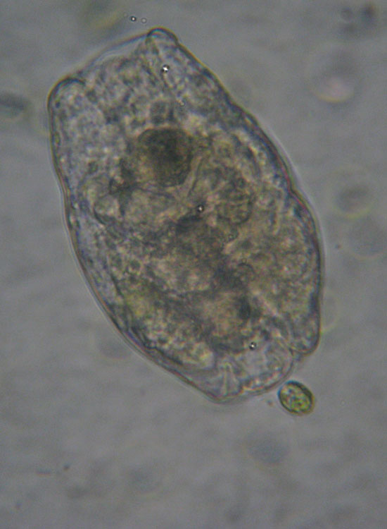 Rotiferi: tentativi di identificazione